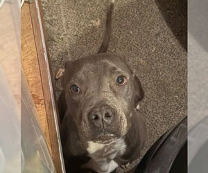 Mutt Dogs for adoption in Tracy, CA, USA