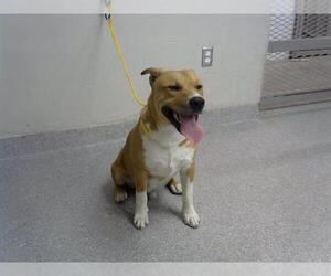 American Pit Bull Terrier-Unknown Mix Dogs for adoption in Pasadena, TX, USA
