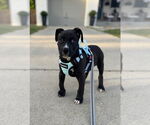 Small #1 Labrador Retriever Mix