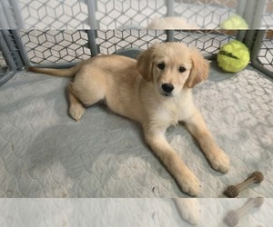 Golden Retriever Puppy for Sale in RIGA, Michigan USA