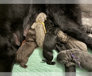 Newfoundland Puppy for sale in MARTINSBURG, WV, USA