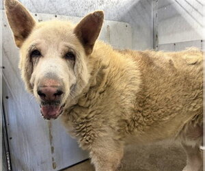 Akita-Unknown Mix Dogs for adoption in San Bernardino, CA, USA