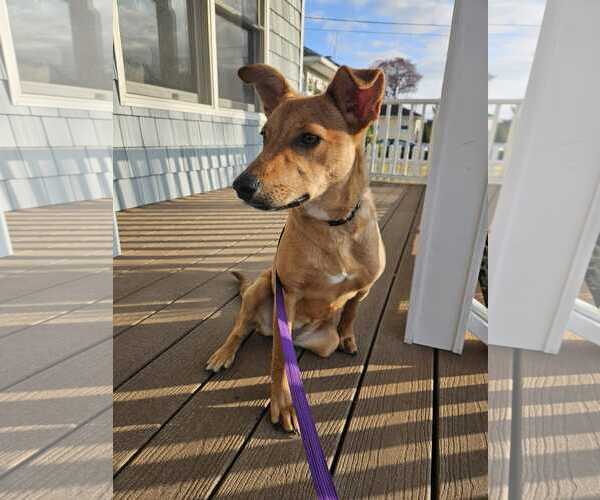 Medium Photo #3 Mutt Puppy For Sale in Woodbury, NY, USA