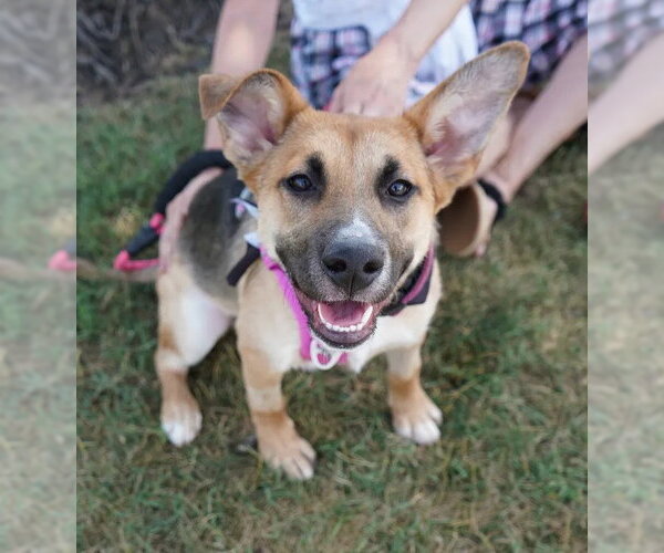 Medium Photo #1 Black Mouth Cur-German Shepherd Dog Mix Puppy For Sale in Holly Springs, NC, USA
