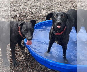 Labrador Retriever-Unknown Mix Dogs for adoption in Webster, WI, USA