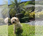 Small Photo #3 Maltese-Unknown Mix Puppy For Sale in Miami, FL, USA
