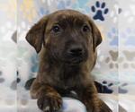 Small German Shepherd Dog Mix