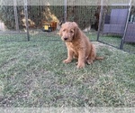 Small Photo #20 Goldendoodle Puppy For Sale in WOODLAND, CA, USA