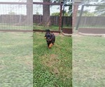 Small #7 Rottweiler
