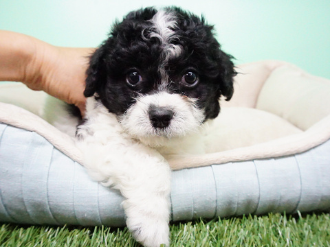 Medium Photo #4 Shih-Poo Puppy For Sale in LA MIRADA, CA, USA