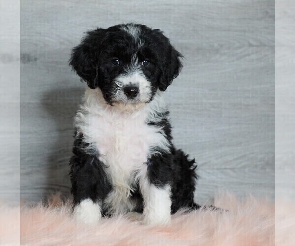 Medium Photo #1 Aussiedoodle Puppy For Sale in FREDERICKSBG, OH, USA