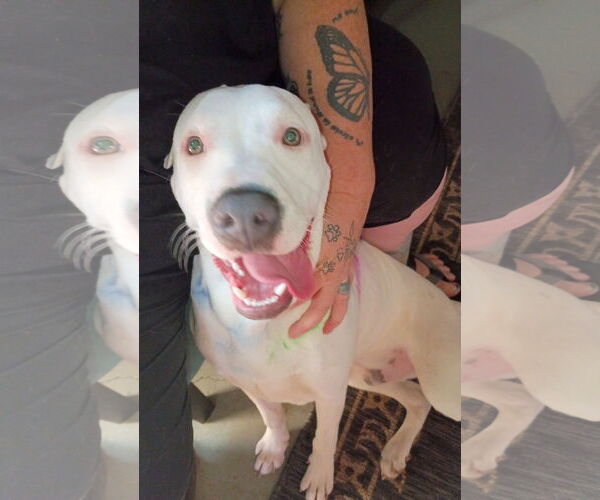 Medium Photo #2 Mutt Puppy For Sale in MIDWAY, UT, USA