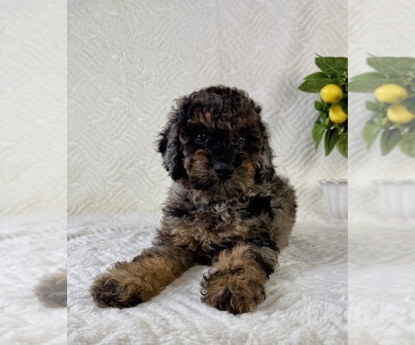Medium Photo #4 Cock-A-Poo Puppy For Sale in GREENFIELD, IN, USA