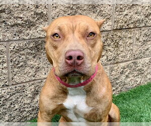Staffordshire Bull Terrier Dogs for adoption in Moreno Valley, CA, USA
