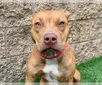 Small Staffordshire Bull Terrier