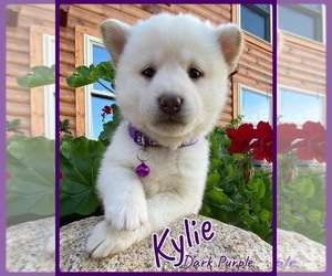 Shiba Inu Puppy for sale in FREMONT, MI, USA