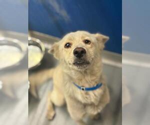 Siberian Husky-Unknown Mix Dogs for adoption in Visalia, CA, USA