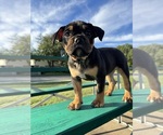 Puppy Puppy 6 Olde English Bulldogge