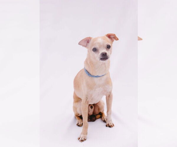 Medium Photo #5 Rat-Cha Puppy For Sale in Princeton, MN, USA