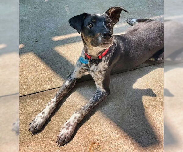 Medium Photo #2 Mutt Puppy For Sale in Minneapolis, MN, USA