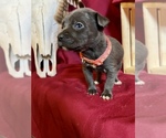 Small Photo #20 Cane Corso Puppy For Sale in LAKE EUFAULA, OK, USA