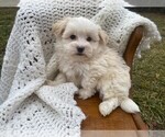 Small Photo #1 Havachon Puppy For Sale in NIANGUA, MO, USA