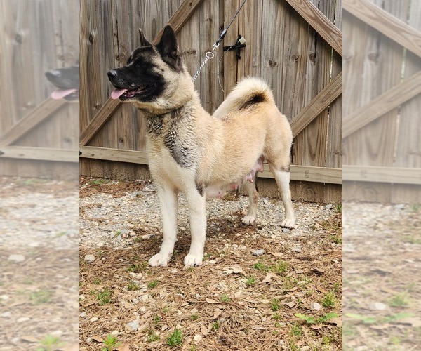 Medium Photo #21 Akita Puppy For Sale in MEM, TN, USA