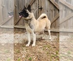 Small Photo #21 Akita Puppy For Sale in MEM, TN, USA