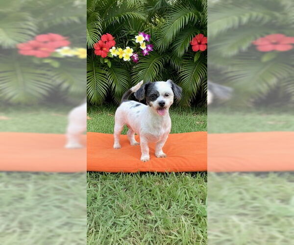Medium Photo #6 Shih Tzu Puppy For Sale in Weston, FL, USA