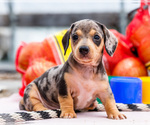 Puppy Mia Dachshund