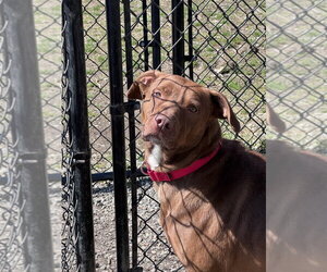 Mutt Dogs for adoption in Elmsford, NY, USA