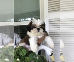 Small Photo #3 Shih Tzu Puppy For Sale in PALMETTO, FL, USA