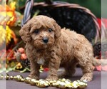 Small #5 Cavapoo