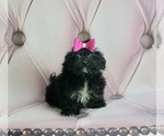 Puppy 11 Maltese-Poodle (Toy) Mix