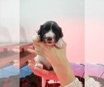 Small Photo #6 Portuguese Water Dog Puppy For Sale in RINGWOOD, NJ, USA