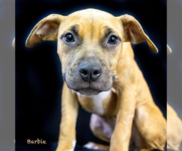 Medium Photo #3 Boxer-Unknown Mix Puppy For Sale in Hot Springs Village, AR, USA