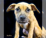 Small #2 Boxer Mix