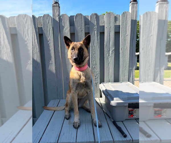Medium Photo #3 Mutt Puppy For Sale in Stevens Point, WI, USA