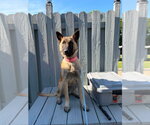 Small #2 Mutt