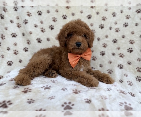 Medium Photo #1 Cock-A-Poo Puppy For Sale in LAKELAND, FL, USA