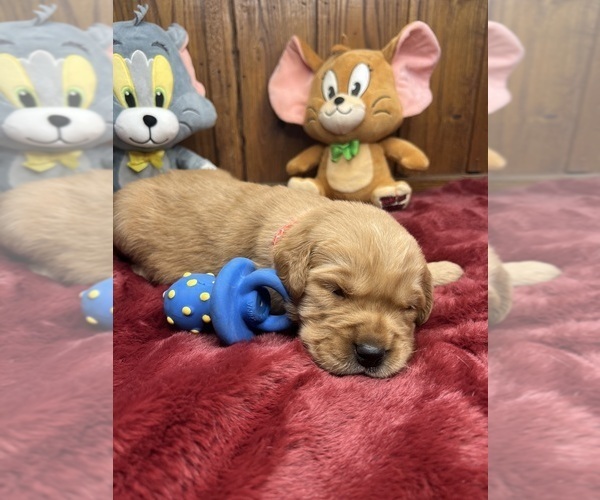 Medium Photo #4 Golden Retriever Puppy For Sale in NEOLA, WV, USA