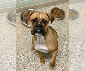 Boxer Dogs for adoption in Austin, TX, USA