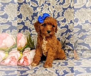 Cavapoo Puppy for sale in QUARRYVILLE, PA, USA