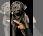 Puppy 9 American Staffordshire Terrier-Labrador Retriever Mix