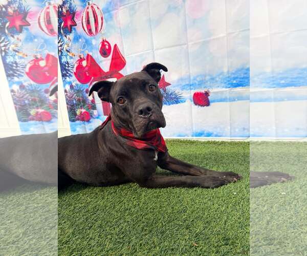 Medium Photo #12 Mutt Puppy For Sale in Pompano Beach , FL, USA