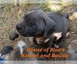 Small #7 American Pit Bull Terrier