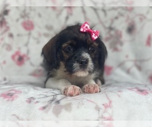 Boston Terrier-Cockapoo Mix Puppy for sale in LAKELAND, FL, USA