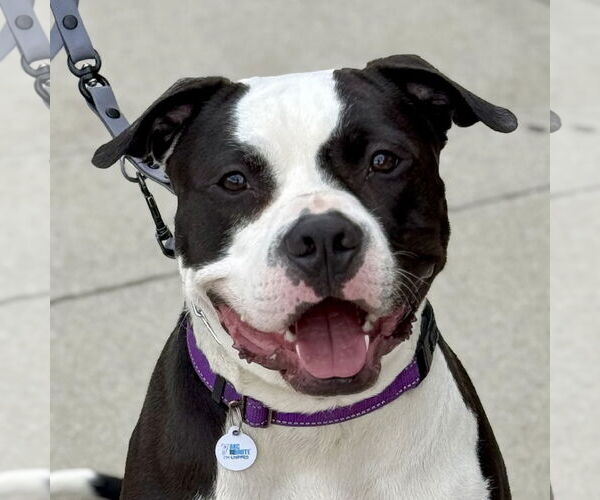 Medium Photo #1 American Pit Bull Terrier-Unknown Mix Puppy For Sale in Techny, IL, USA