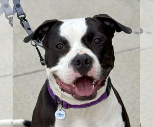 American Pit Bull Terrier-Unknown Mix Dogs for adoption in Techny, IL, USA