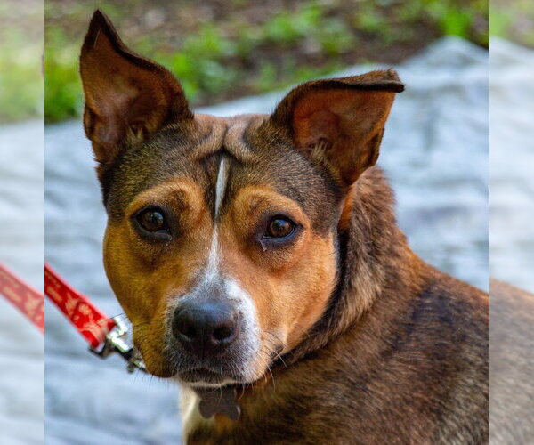Medium Photo #5 Mutt Puppy For Sale in Canton, CT, USA